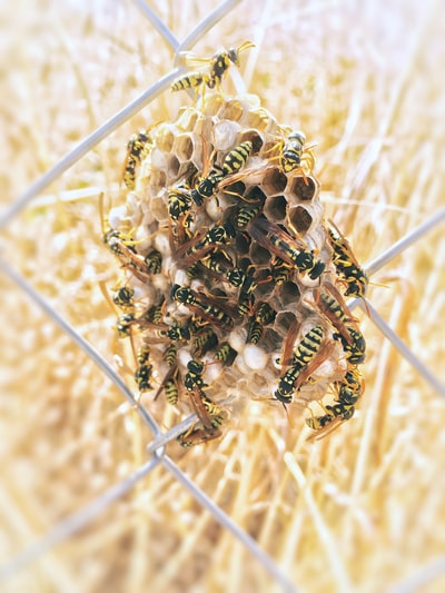 群yellowjacket黄蜂蜂巢
